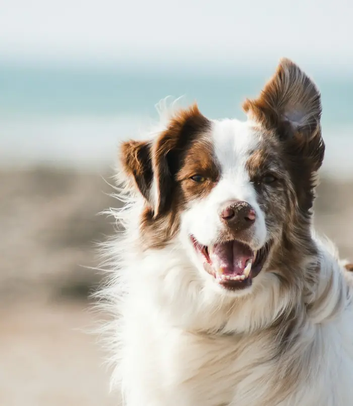 Pauline, votre pet sitter de confiance